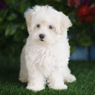 Lawrence, a male Maltipoo F1B puppy for sale at Blue Sky Puppies Orlando FL