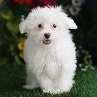Draco, a male Maltipoo F1B puppy for sale at Blue Sky Puppies Orlando FL