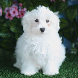 Mochi, a male Maltipoo F1B puppy for sale at Blue Sky Puppies Orlando FL
