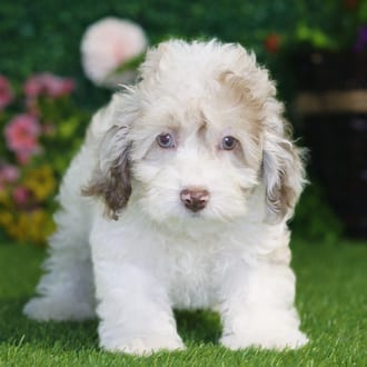 Nell, a female Maltipoo F2 puppy for sale at Blue Sky Puppies Nashville TN