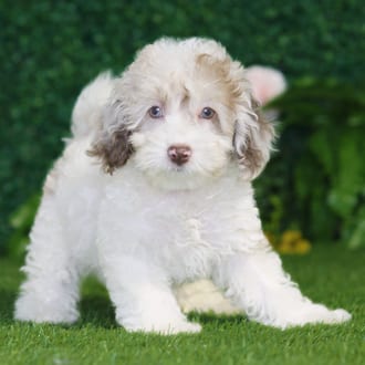 Nell, a female Maltipoo F2 puppy for sale at Blue Sky Puppies Nashville TN