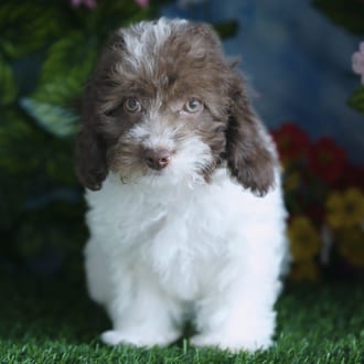 Henrietta, a female Maltipoo F2 puppy for sale at Blue Sky Puppies Orlando FL