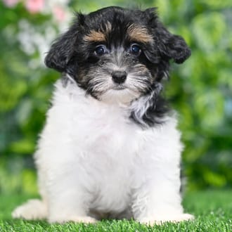 Chester puppy images