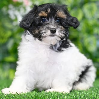 Chester puppy images