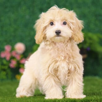 Duchess, a male Maltipoo puppy for sale at Blue Sky Puppies Nashville TN