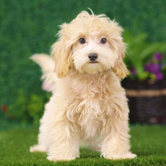 Duchess, a male Maltipoo puppy for sale at Blue Sky Puppies Nashville TN