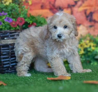 Brutus, a male Maltipoo puppy for sale at Blue Sky Puppies Nashville TN