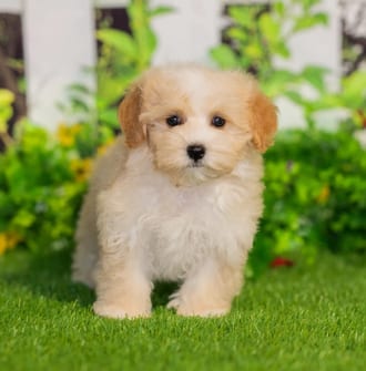 Stella puppy images