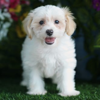 Aida, a female Maltipoo puppy for sale at Blue Sky Puppies Orlando FL