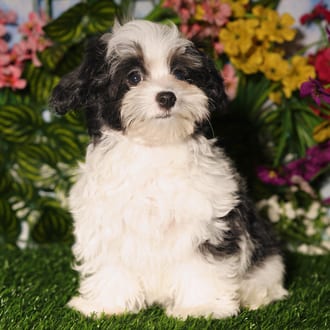 Frank, a male Maltipoo puppy for sale at Blue Sky Puppies Orlando FL