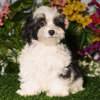 Frank, a male Maltipoo puppy for sale at Blue Sky Puppies Orlando FL