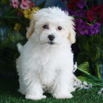 Egypt, a female Maltipoo puppy for sale at Blue Sky Puppies Orlando FL