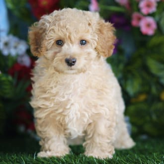 Thornton, a male Maltipoo puppy for sale at Blue Sky Puppies Orlando FL