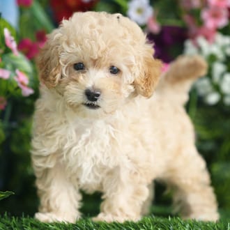Cassie, a female Maltipoo puppy for sale at Blue Sky Puppies Orlando FL