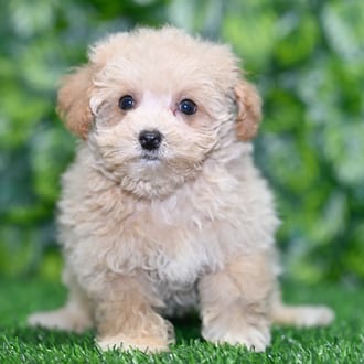 Tina, a female Maltipoo puppy for sale at Blue Sky Puppies Orlando FL