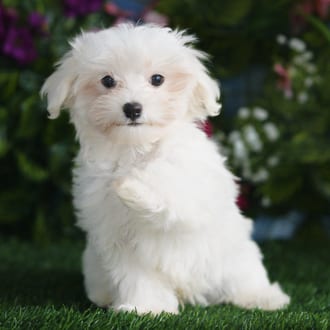 Norm, a male Maltipoo puppy for sale at Blue Sky Puppies Orlando FL