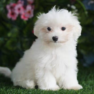 Norm, a male Maltipoo puppy for sale at Blue Sky Puppies Orlando FL