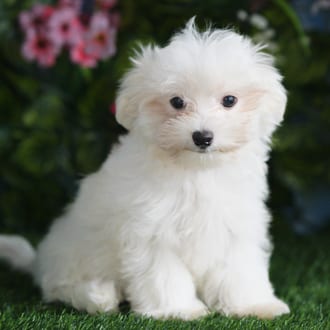 Norm, a male Maltipoo puppy for sale at Blue Sky Puppies Orlando FL