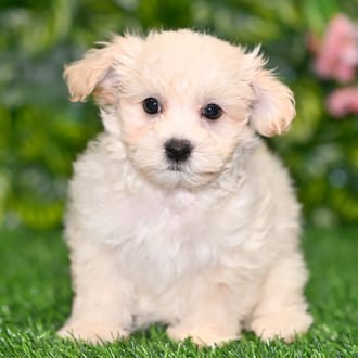 Buffy puppy images