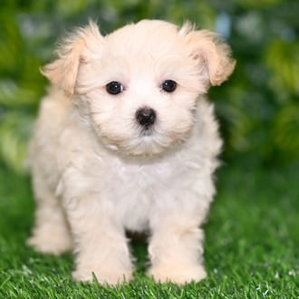 Frankie puppy images