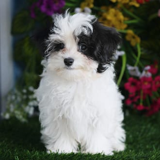 Blue, a male Maltipoo puppy for sale at Blue Sky Puppies Orlando FL