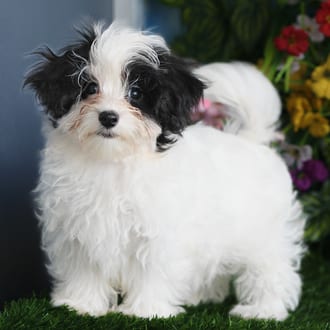 Blue, a male Maltipoo puppy for sale at Blue Sky Puppies Orlando FL