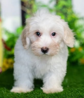 Rebel puppy images