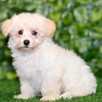 Barkley, a male Maltipoo puppy for sale at Blue Sky Puppies Orlando FL