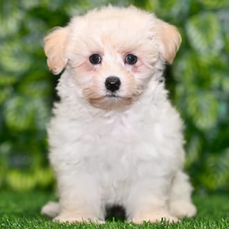 Phillip puppy images