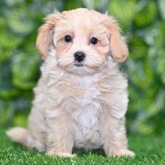 Vespa, a female Maltipoo puppy for sale at Blue Sky Puppies Orlando FL