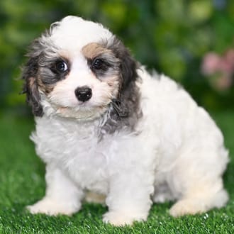 Emmy puppy images