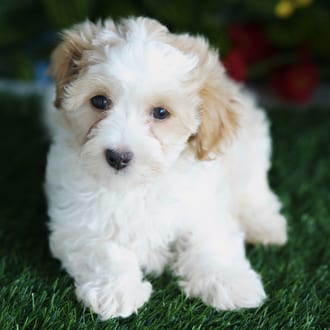 Bronson, a male Maltipoo puppy for sale at Blue Sky Puppies Orlando FL
