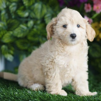 Bryce, a male Maltipoo puppy for sale at Blue Sky Puppies Orlando FL