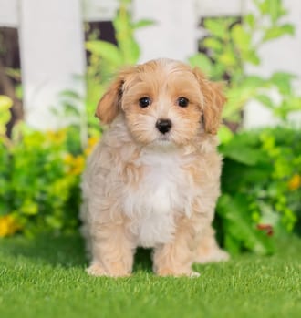 Silas puppy images