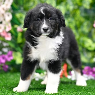 Kahlua, a female Mini Australian Shepherd puppy for sale at Blue Sky Puppies Orlando FL