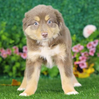 Samantha, a female Mini Australian Shepherd puppy for sale at Blue Sky Puppies Nashville TN