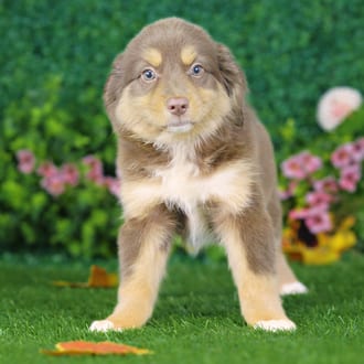 Samantha, a female Mini Australian Shepherd puppy for sale at Blue Sky Puppies Nashville TN