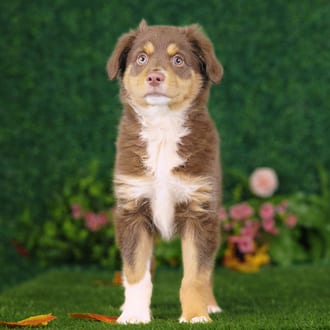 Caesar, a male Mini Australian Shepherd puppy for sale at Blue Sky Puppies Nashville TN