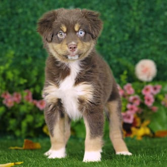 Barkley, a male Mini Australian Shepherd puppy for sale at Blue Sky Puppies Nashville TN