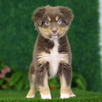 Barkley, a male Mini Australian Shepherd puppy for sale at Blue Sky Puppies Nashville TN