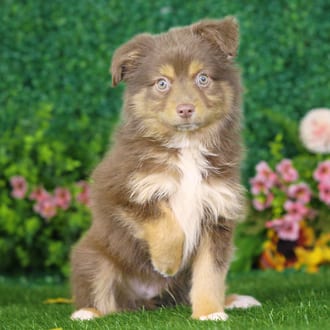 William, a male Mini Australian Shepherd puppy for sale at Blue Sky Puppies Nashville TN