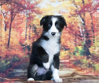 Owen, a male Mini Australian Shepherd puppy for sale at Blue Sky Puppies Nashville TN