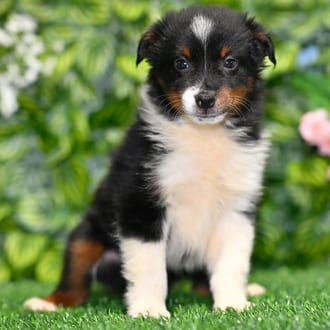Latte, a female Mini Australian Shepherd puppy for sale at Blue Sky Puppies Orlando FL