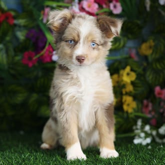 Fang, a male Mini Australian Shepherd puppy for sale at Blue Sky Puppies Orlando FL