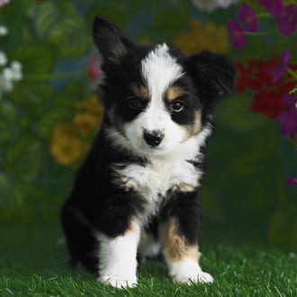 Newton, a male Mini Australian Shepherd puppy for sale at Blue Sky Puppies Orlando FL