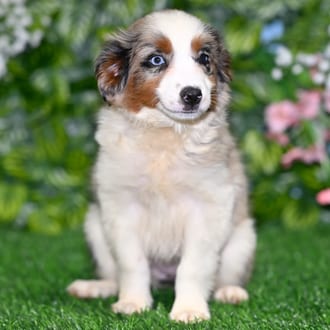Julia, a female Mini Australian Shepherd puppy for sale at Blue Sky Puppies Orlando FL