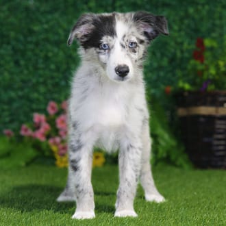 Abby, a female Mini Australian Shepherd puppy for sale at Blue Sky Puppies Nashville TN