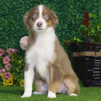 Eden, a female Mini Australian Shepherd puppy for sale at Blue Sky Puppies Nashville TN