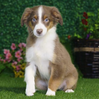 Eden, a female Mini Australian Shepherd puppy for sale at Blue Sky Puppies Nashville TN