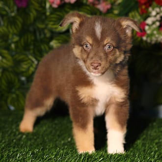 Rambo, a male Mini Australian Shepherd puppy for sale at Blue Sky Puppies Orlando FL